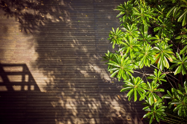 Sol en piso de madera con sombras de arboles y edificio.