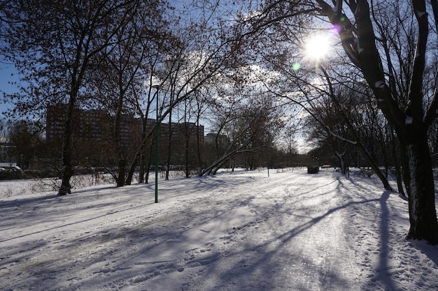 Sol proyectando sombras a través de los árboles en invierno