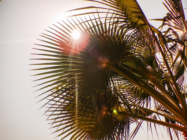 Sol resplandeciente entre palmeras en la playa