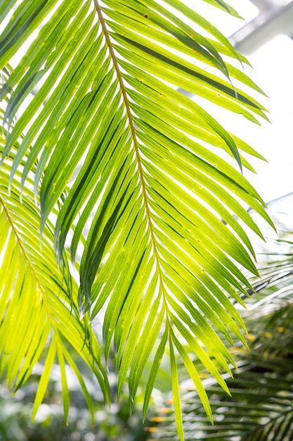 Sol sobre hojas de palmeras verdes hojas de palmeras tropicales enormes hojas verdes en abanico formando un exuberante follaje de fondo de coco verde brillante