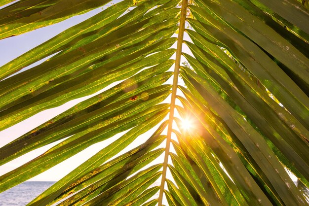 Sol sobre hojas de palmeras verdes Palmeras contra el cielo azul concepto de viaje de vacaciones