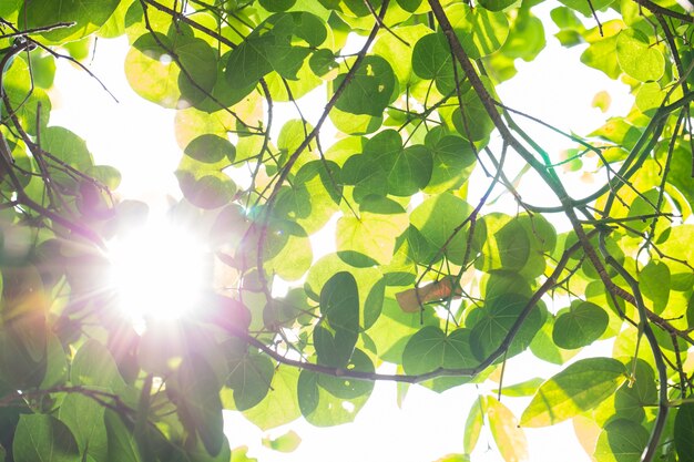 Sol sobre hojas verdes