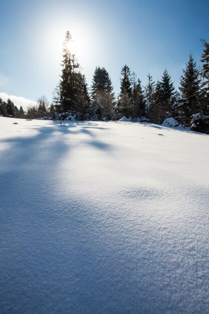 El sol sobre la pendiente nevada y los árboles de Navidad cerca