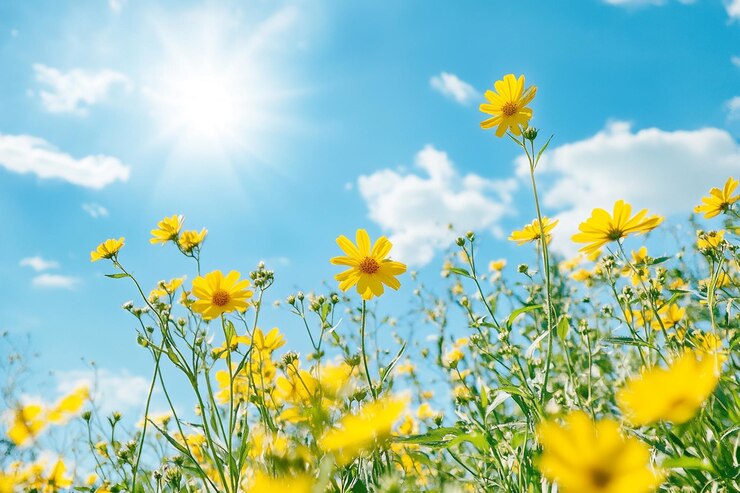 Sol de verano fondo estacional de alta calidad