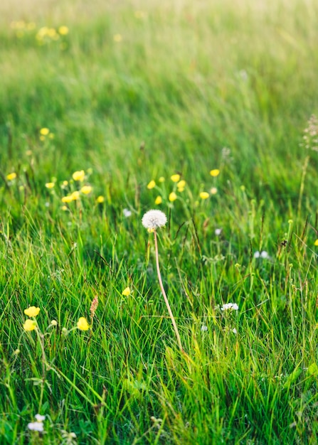 Sola bola de diente de león creciendo entre la pradera