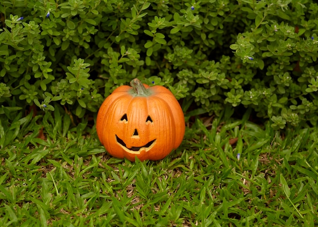 Sola calabaza en hierba verde