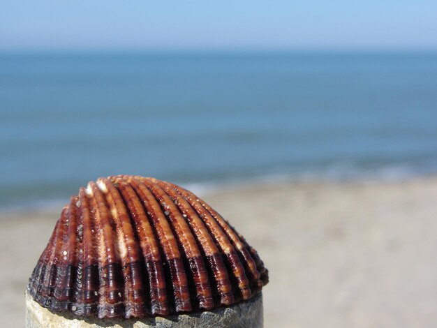 Foto una sola concha marrón en el fondo de la playa de verano