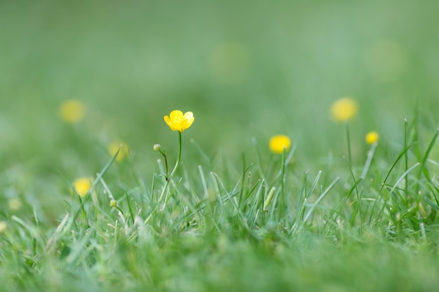 Sola flor amarilla en la hierba verde