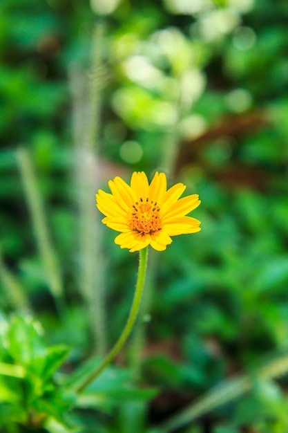 Una sola flor amarilla