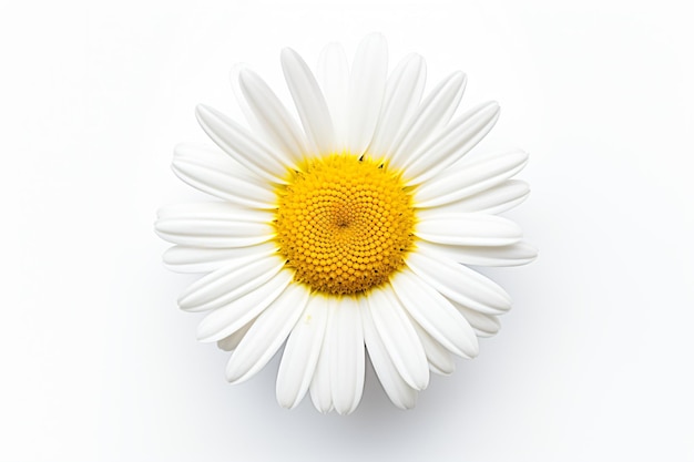 una sola flor blanca con centro amarillo sobre una superficie blanca