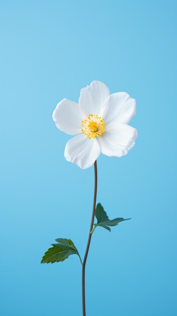 una sola flor blanca con hojas verdes en un fondo azul