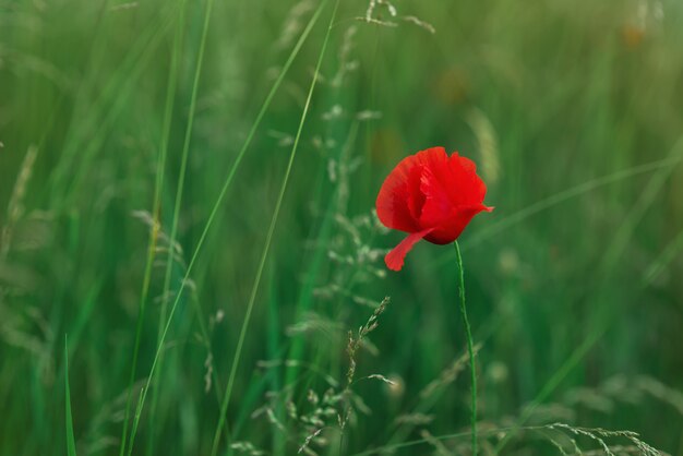 Una sola flor de campo, amapola roja en un campo verde. Capullo suave y cerrado de una hermosa flor de amapola primaveral. Enfoque suave. Una flor en la zona de nitidez. Lugar para el texto. Copyspace