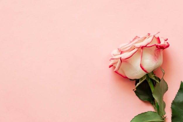 Foto sola flor color de rosa en fondo rosado con el lugar para el texto