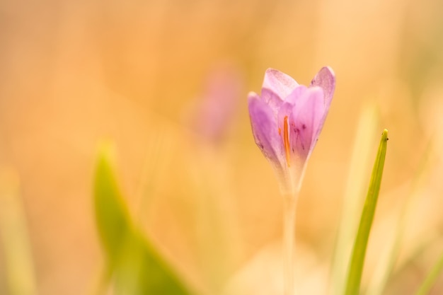 Foto una sola flor de crocus delicadamente representada en una luz suave y cálida flores de primavera