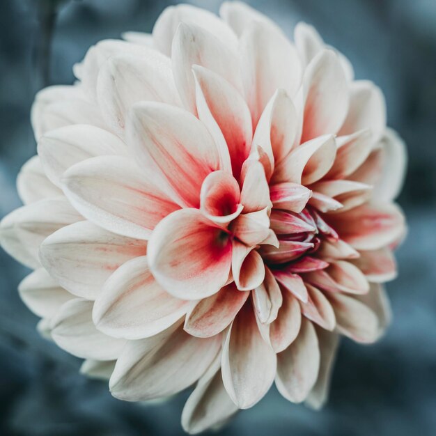 Sola flor de Dalia naranja con fondo bokeh