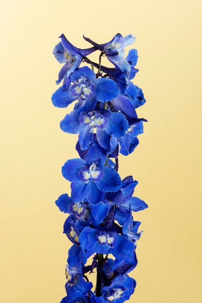 Sola flor delphinium azul oscuro con hojas sobre un fondo crema