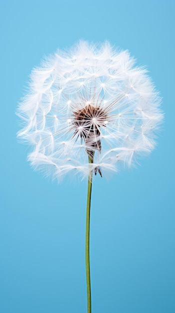 Una sola flor de diente de león con semillas sobre un fondo azul