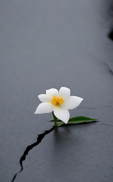 Una sola flor con fondo gris.