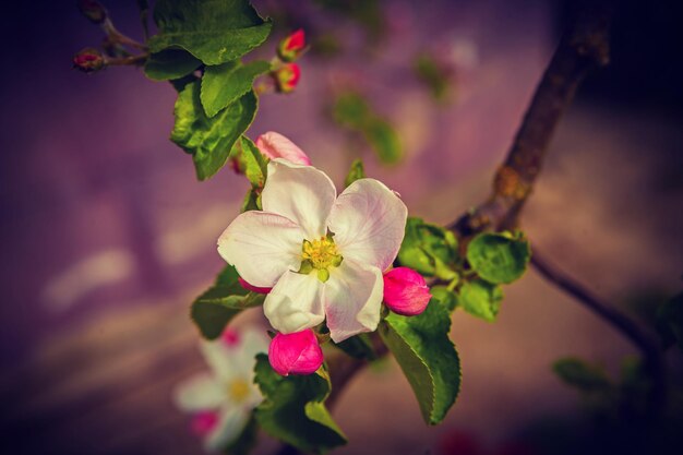 Sola flor de manzano floreciente inatagram stile