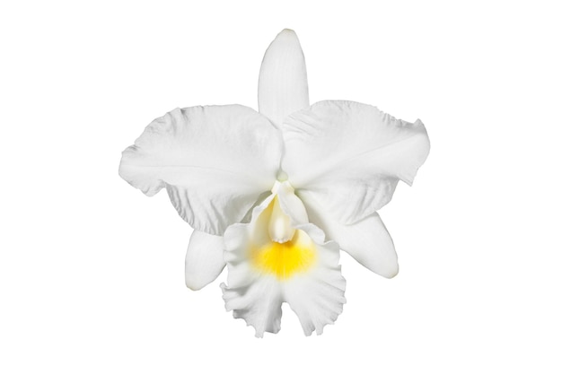 Sola flor de orquídea aislada en un blanco