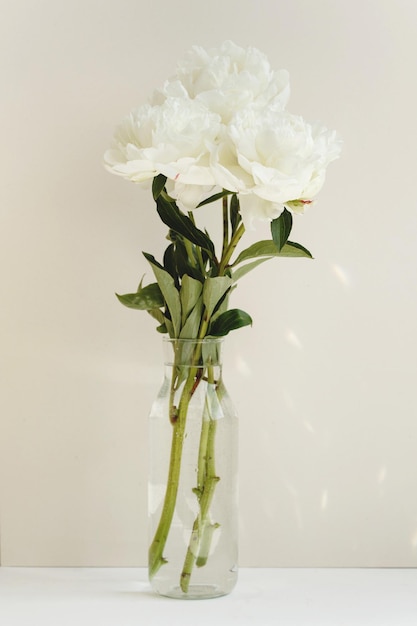 Una sola flor de peonía blanca en un jarrón de vidrio con luz de fondo pastel y un tierno regalo de Valentins de primavera