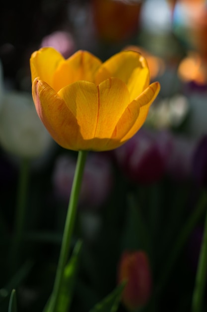 Sola flor de tulipán en primavera