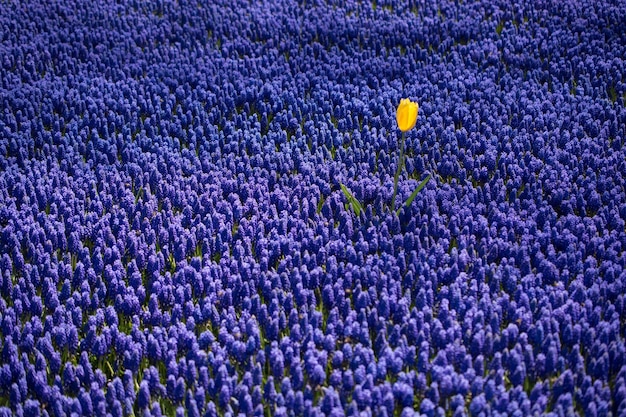 Sola flor de tulipán en primavera