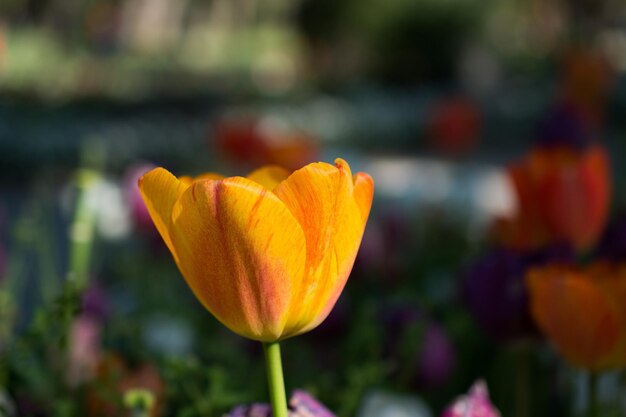 Sola flor de tulipán en primavera