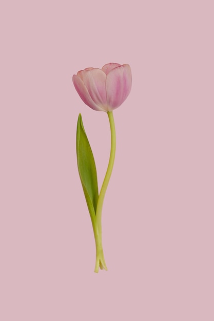 Una sola flor de tulipán rosa con hojas verdes de patrones sin fisuras sobre fondo rosa de primavera Repetición de papel tapiz floral botánico o tarjeta de felicitación Concepto de idea de diseño de la naturaleza Fila de flores