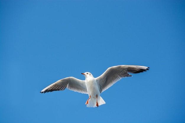 Foto una sola gaviota volando en un cielo azul como fondo