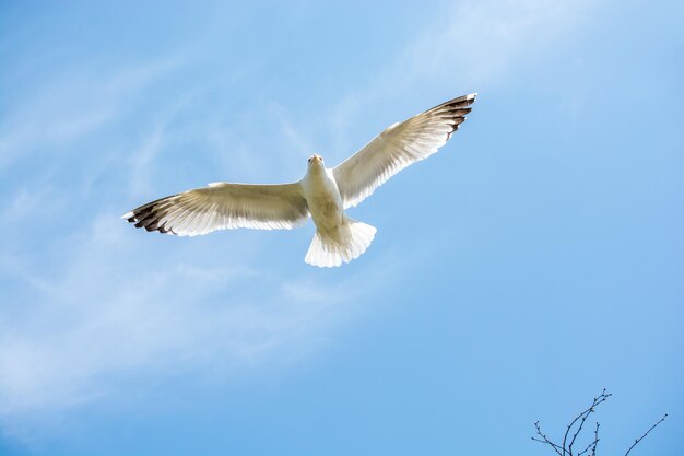 Una sola gaviota volando en un cielo nublado