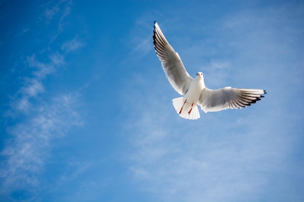 Foto una sola gaviota volando en un fondo de cielo azul