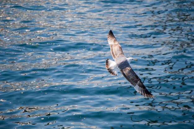 Una sola gaviota volando con el mar como fondo