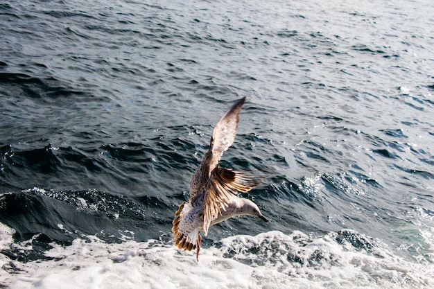 Sola gaviota volando con el mar como fondo