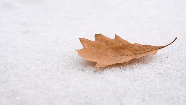 Foto una sola hoja de roble amarillo se encuentra en la nieve blanca hoja sobre fondo blanco