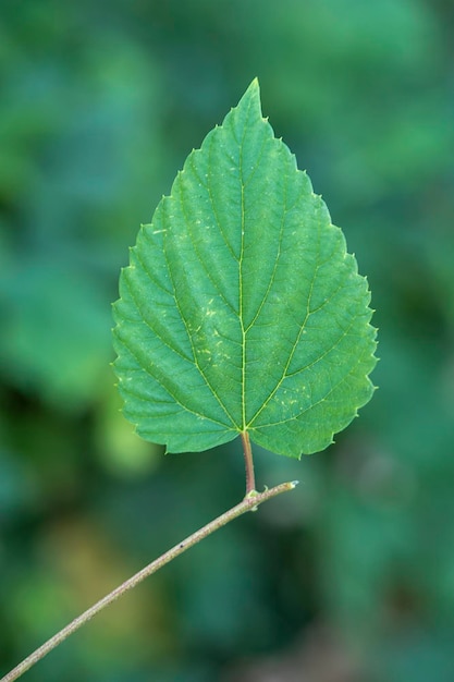 Sola hoja verde aislada en el bosque