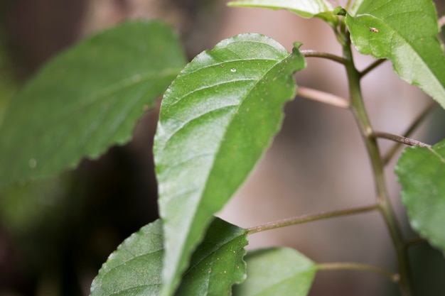 Sola hoja verde en la rama seca