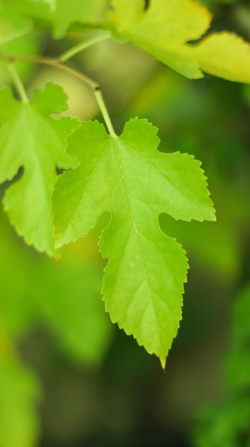 Foto sola hoja verde