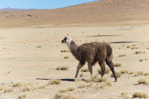 Foto una sola llama en el altiplano andino en bolivia