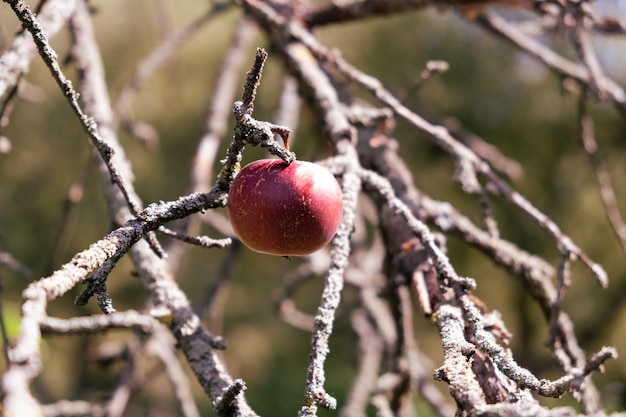 Sola manzana madura en una rama de árbol seco