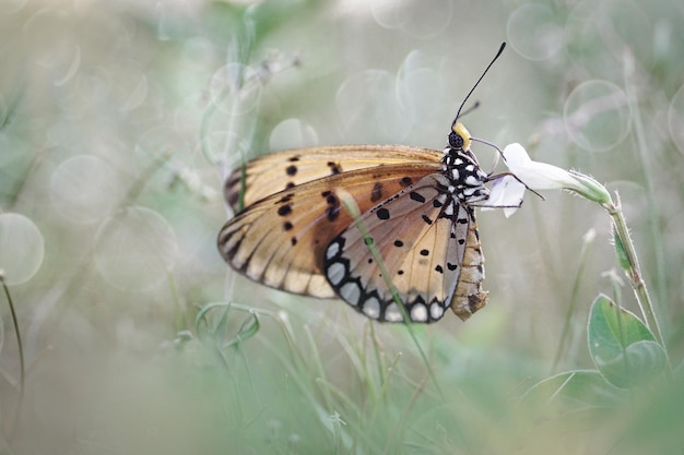 Foto sola mariposa con fondo desenfocado