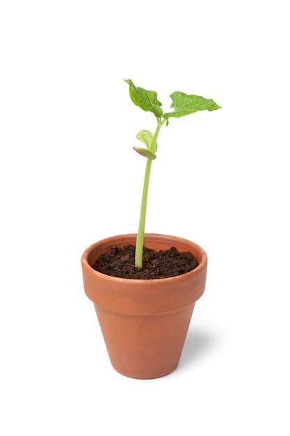 Una sola planta de frijol en expansión en una olla aislada sobre un fondo blanco