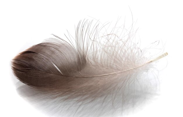 Una sola pluma esponjosa aislada en blanco