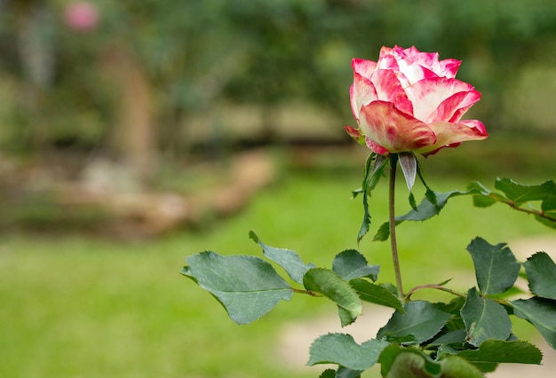 Sola rosa flor en un jardín.