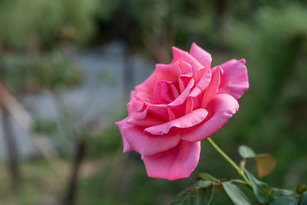 Una sola rosa roja abierta en un fondo simple