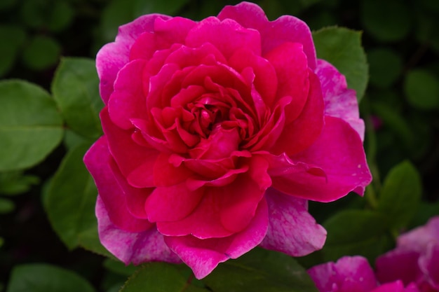 Sola rosa roja con hojas sobre fondo verde. Flor perfecta. foto de alta calidad