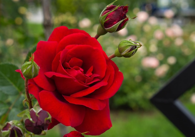 Foto sola rosa roja con hojas sobre fondo verde. flor perfecta. foto de alta calidad