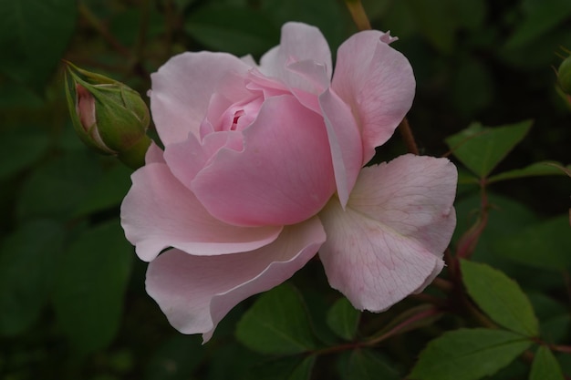 Sola rosa rosa con hojas sobre fondo verde. Flor perfecta. foto de alta calidad