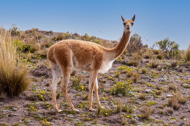 Foto una sola vicuña de la reserva chimborazo en el ecuador