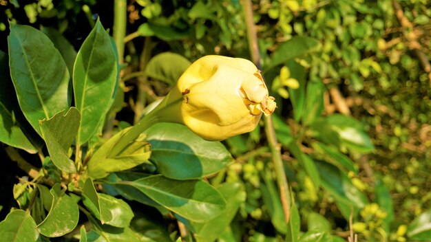 Solandra maxima também conhecida como videira de cálice havaiana Lilly Golden